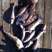 jersey devil fishing 16 20200528