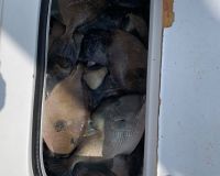 jersey devil fishing 28 20200528