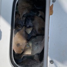 jersey devil fishing 28 20200528