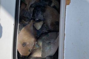 jersey devil fishing 28 20200528