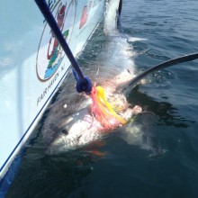 jersey devil fishing 39 20200528